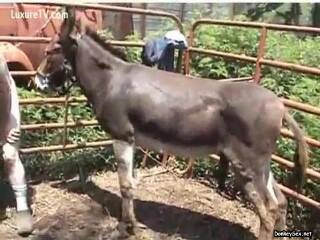 donkey1
